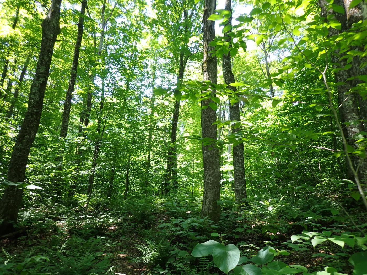 0 Plunkton Road Warren, VT 05674 - Photo 19 of 25