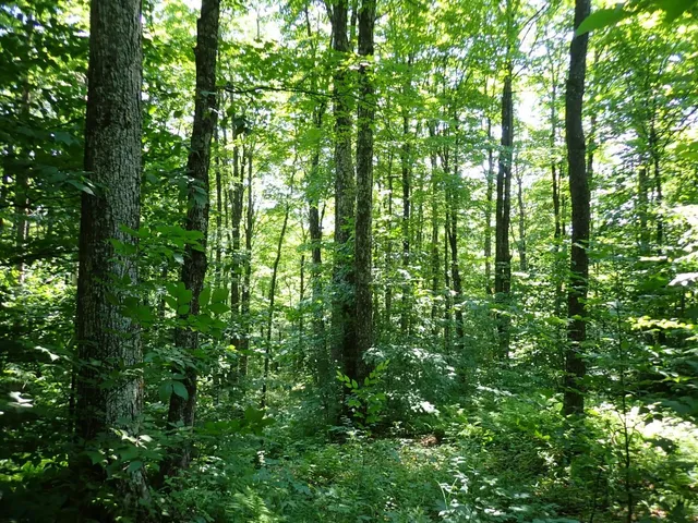 $359,000 | 0 Plunkton Road, Warren, VT 05674