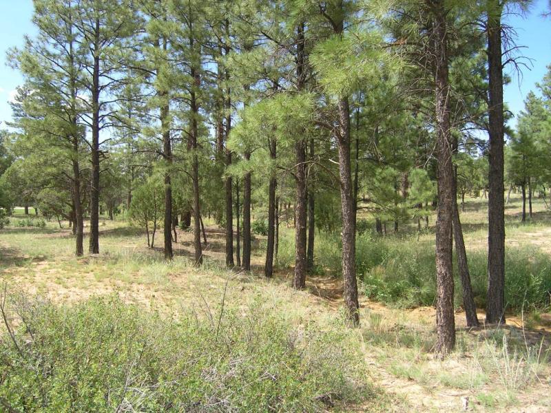 380 West Falling Leaf Road, Unit 41 Show Low, AZ 85901 - Photo 1 of 11 arroyo view