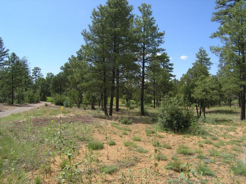 380 West Falling Leaf Road, Unit 41 Show Low, AZ 85901 - Photo 2 of 11 view left side of property