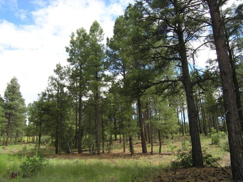 380 West Falling Leaf Road, Unit 41 Show Low, AZ 85901 - Photo 5 of 11 trees on the homesite