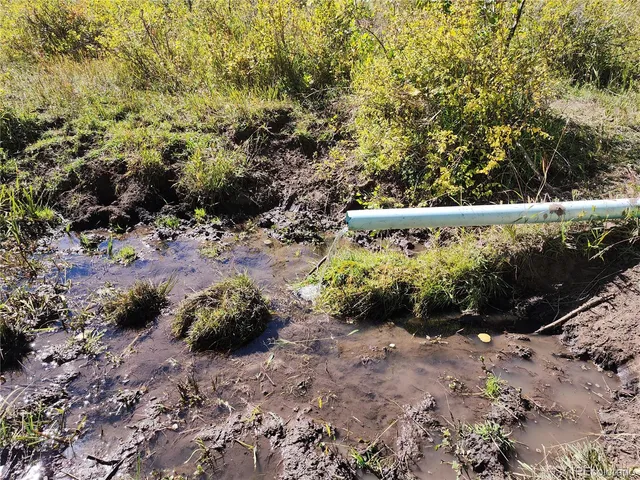 a view of a plant in a garden