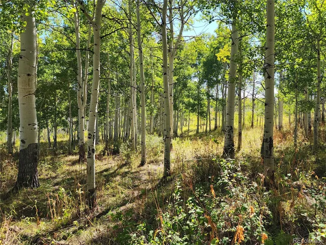 a view of a garden with a tree