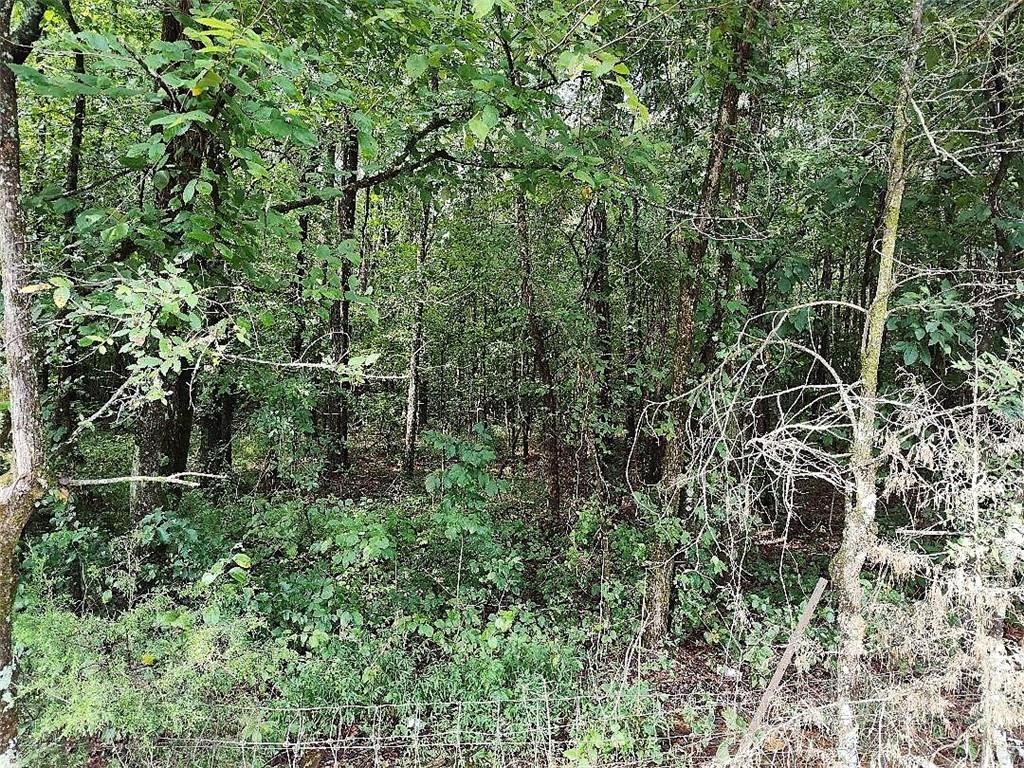 496 Flat Woods Road Calhoun, GA 30701 - Photo 16 of 21 a close up of a plant in a garden
