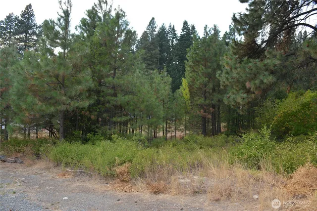 a view of a forest with a trees