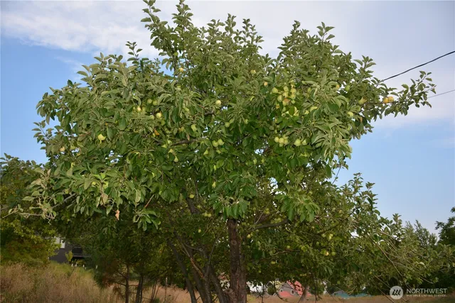 a view of a tree in a yard