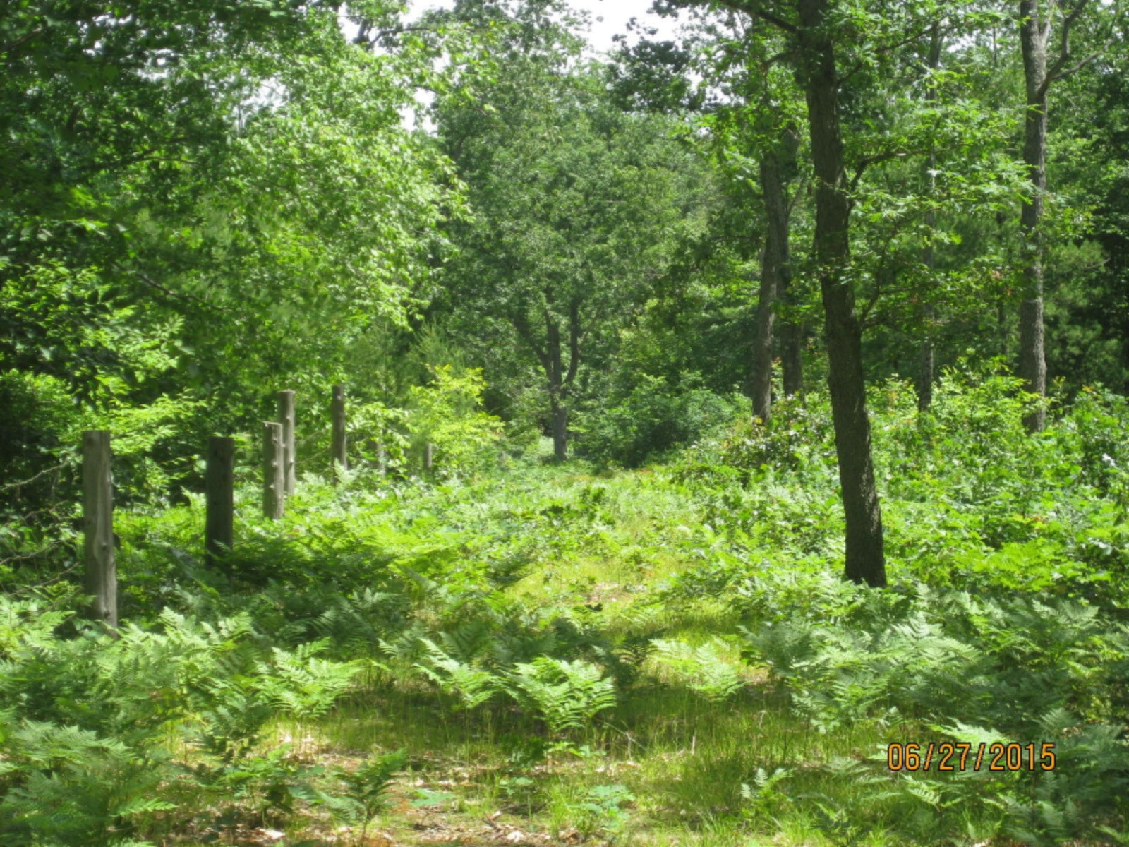 6164 South Frank Smith Road Chase, MI 49623 - Photo 12 of 20 IMG_1411