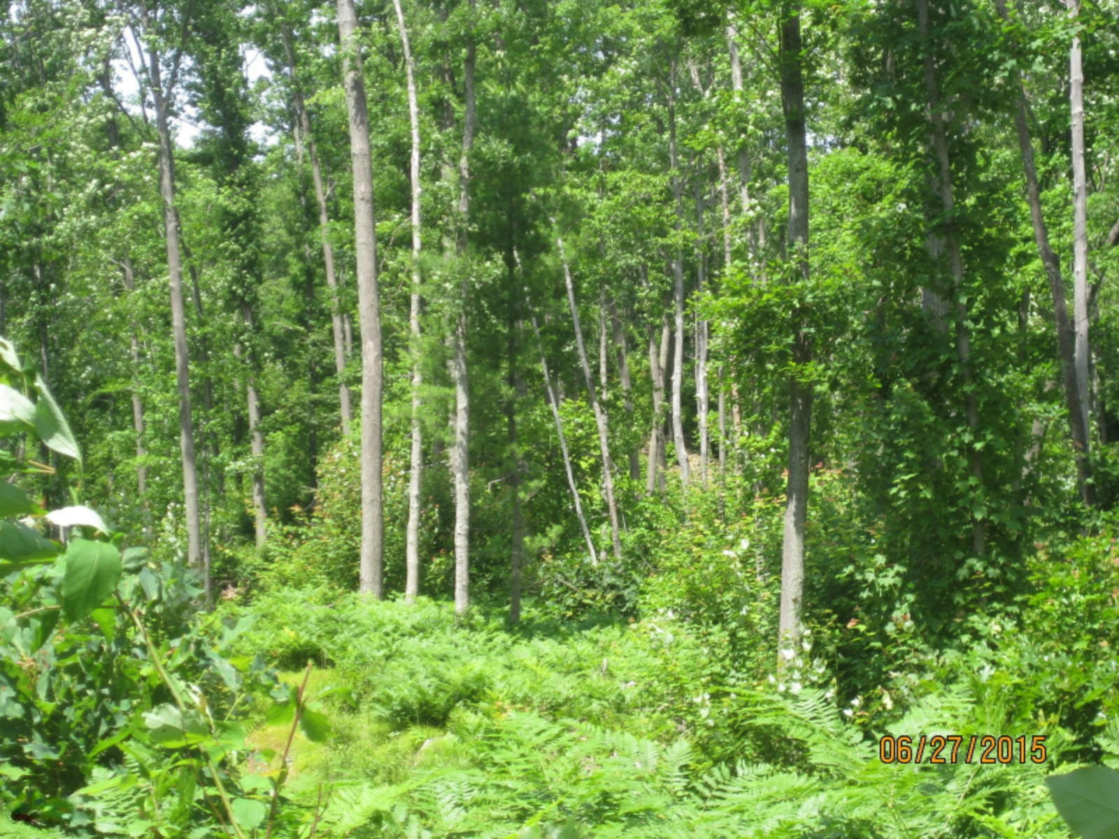 6164 South Frank Smith Road Chase, MI 49623 - Photo 14 of 20 IMG_1413