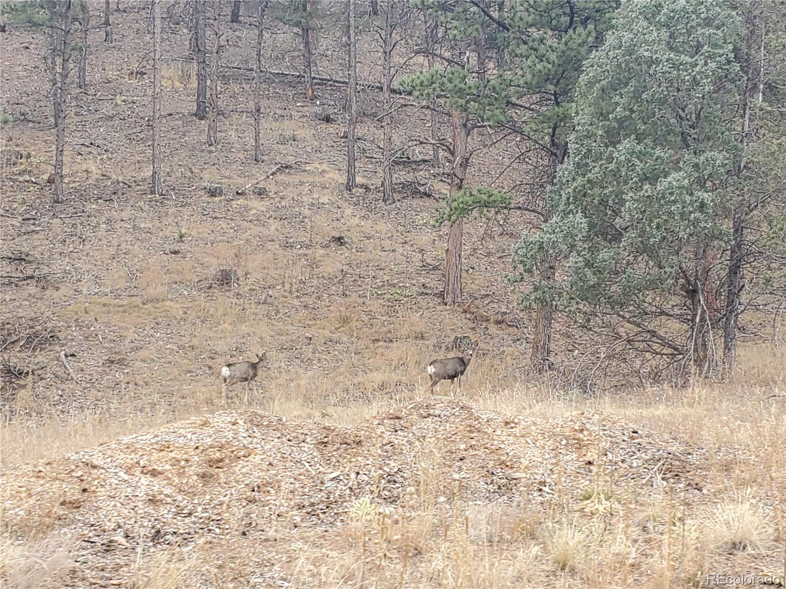 6 Turret Peak Road Pine, CO 80470 - Photo 13 of 15
