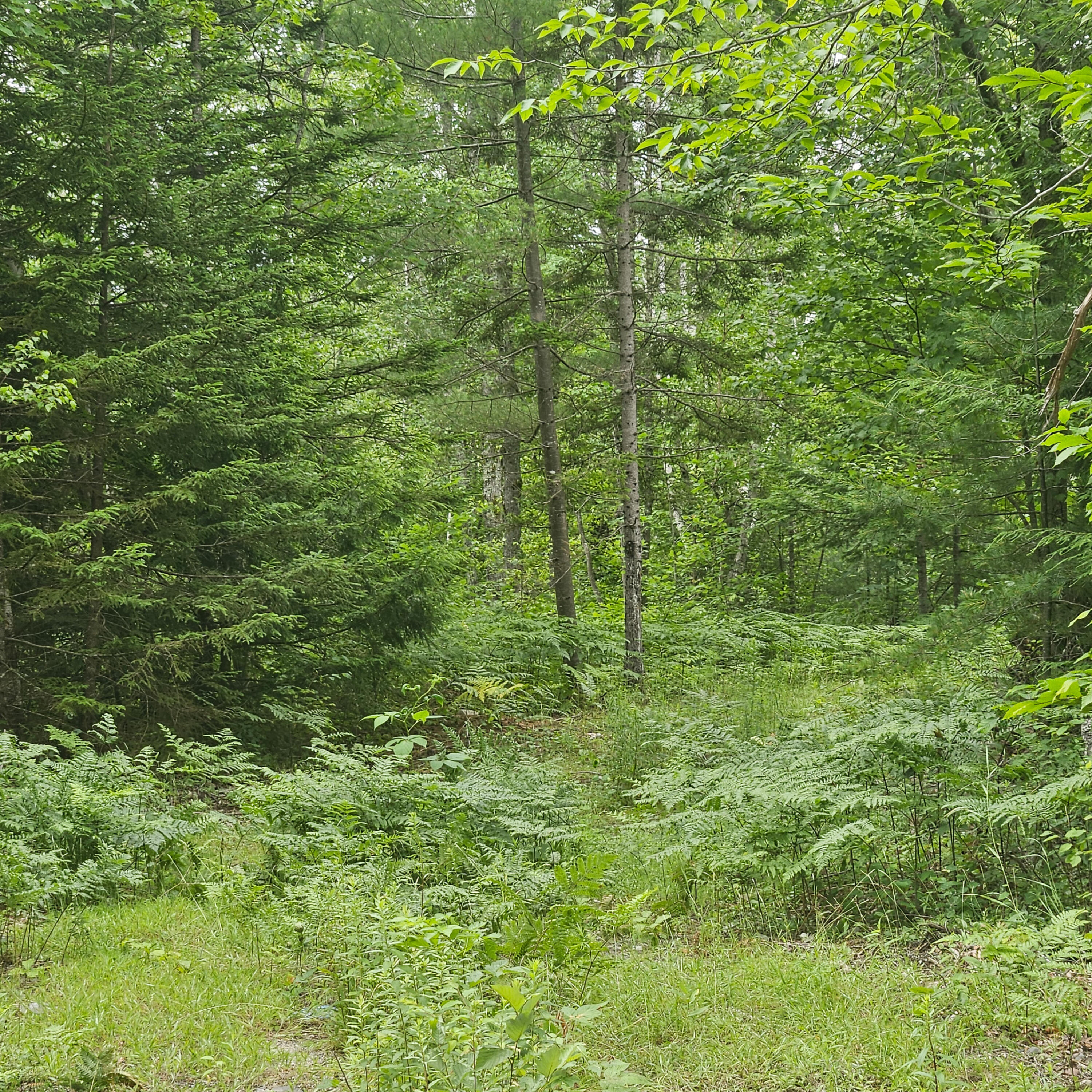 Lot 1 Kelly Lane Millinocket, ME 04462 - Photo 23 of 25 23