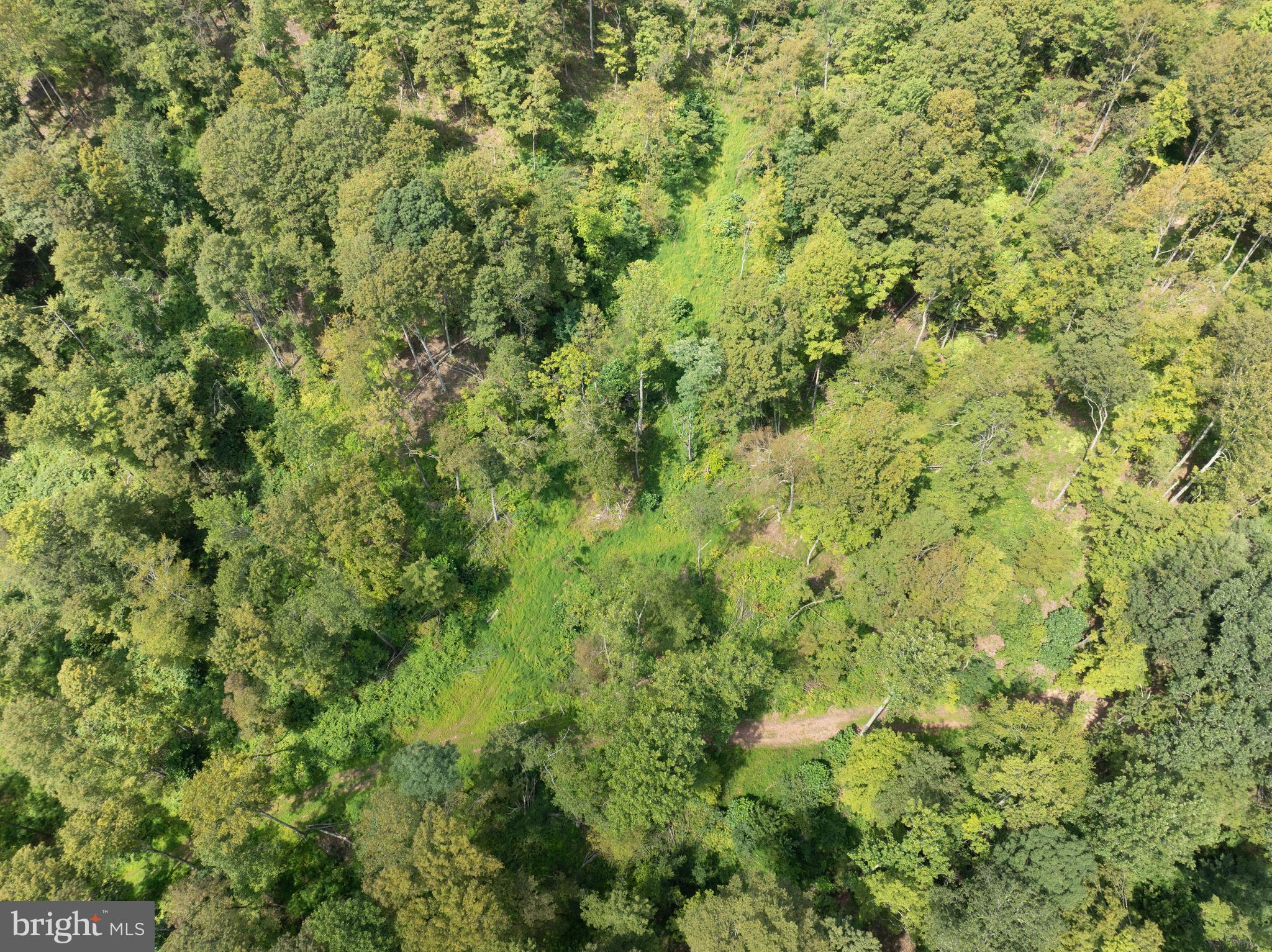 Tiger Valley Road Buffalo Mills, PA 15534 - Photo 11 of 47 a view of a big yard with plants and large trees
