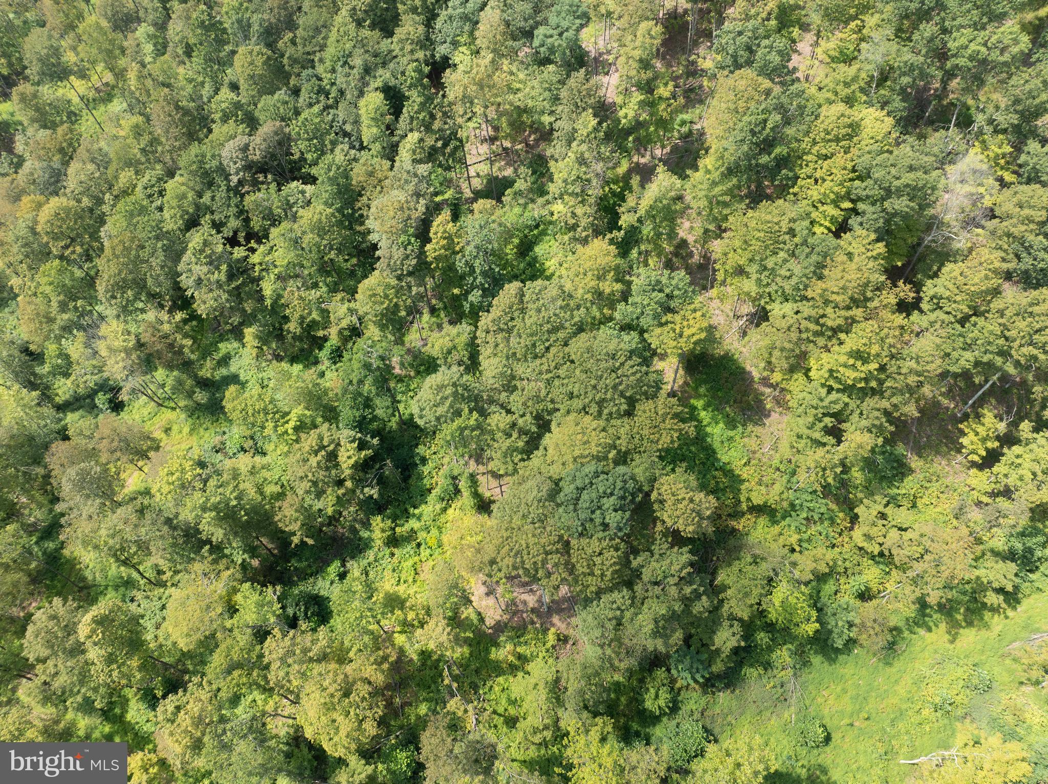 Tiger Valley Road Buffalo Mills, PA 15534 - Photo 12 of 47 a view of a big yard with plants and large trees