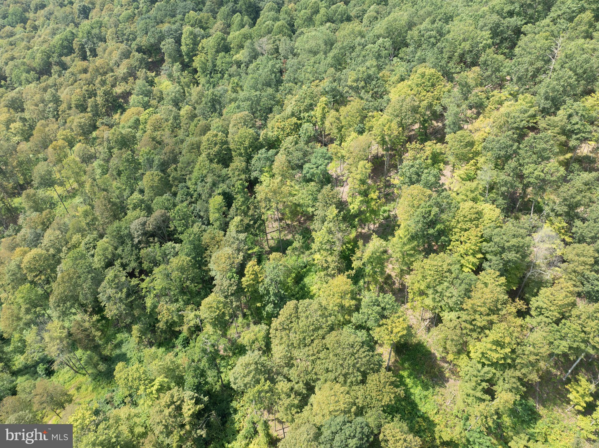 Tiger Valley Road Buffalo Mills, PA 15534 - Photo 13 of 47 a view of a large yard with lots of green space