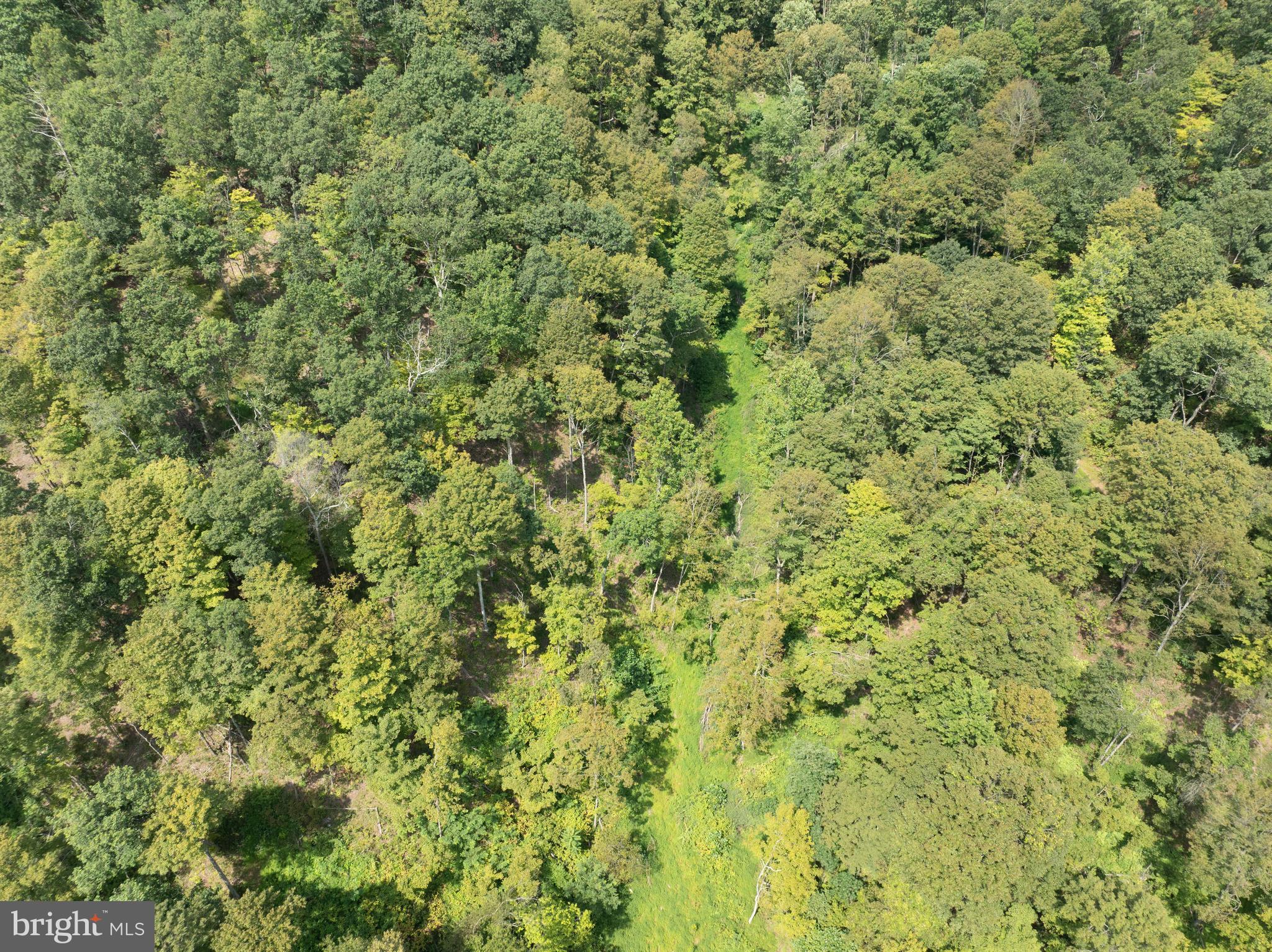 Tiger Valley Road Buffalo Mills, PA 15534 - Photo 15 of 47 a view of a big yard with plants and large trees