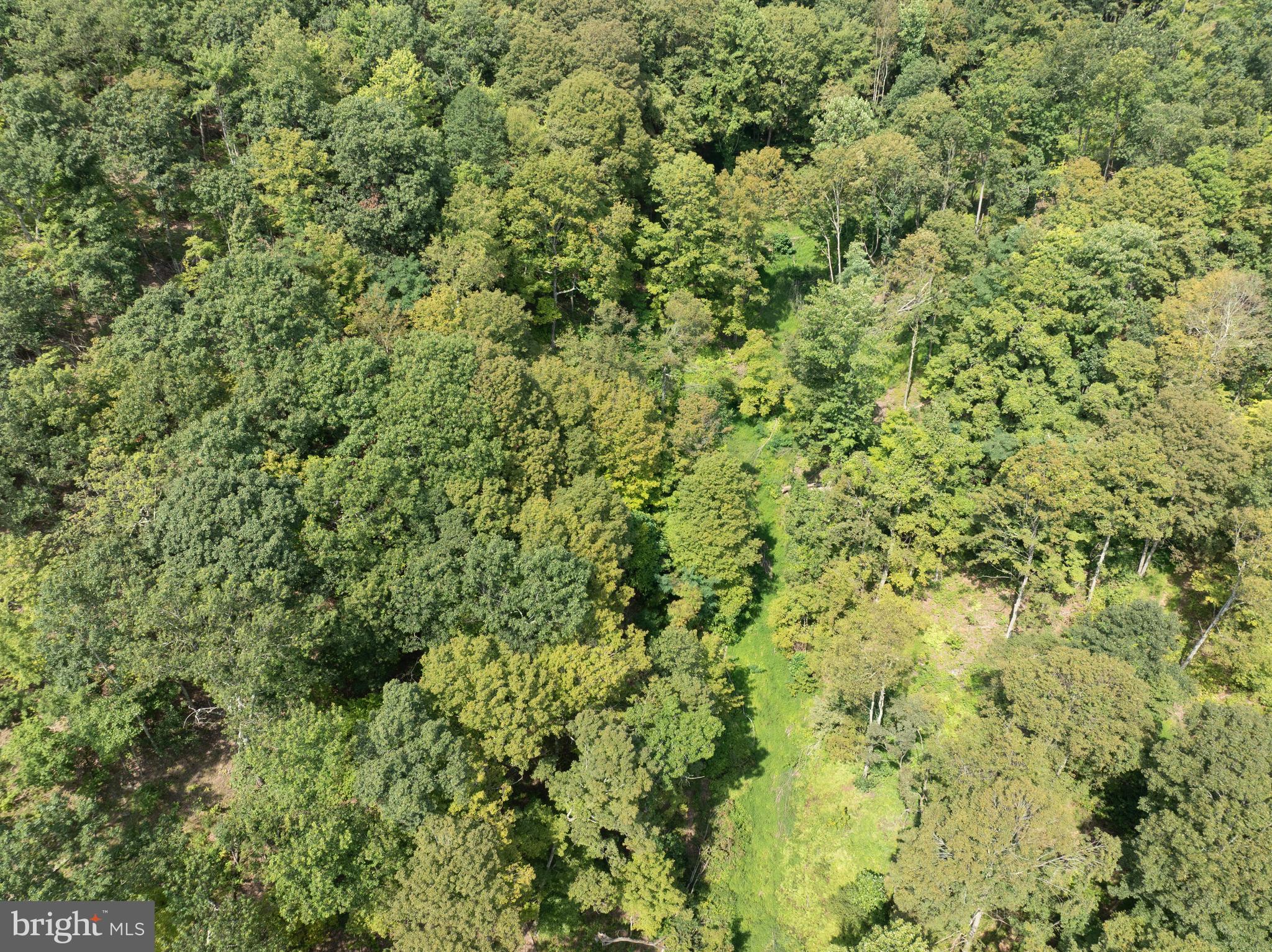 Tiger Valley Road Buffalo Mills, PA 15534 - Photo 16 of 47 a view of a big yard with plants and large trees