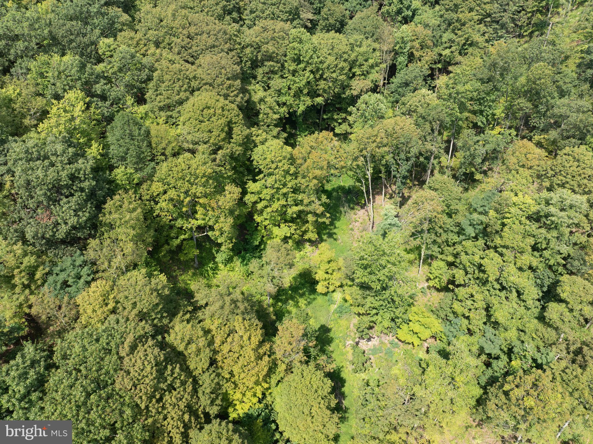 Tiger Valley Road Buffalo Mills, PA 15534 - Photo 17 of 47 a view of a big yard with plants and large trees