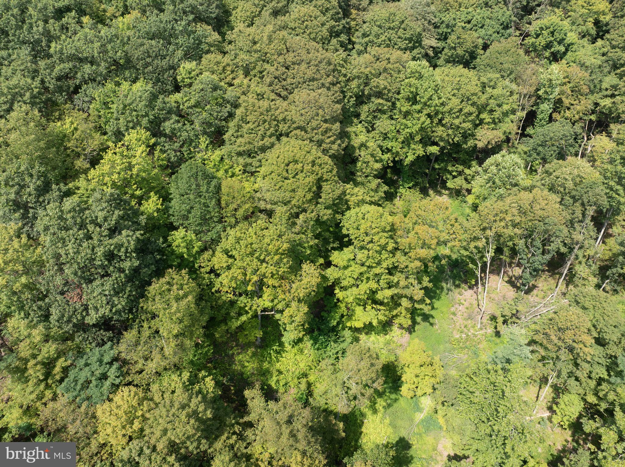 Tiger Valley Road Buffalo Mills, PA 15534 - Photo 18 of 47 a view of a lush green forest with a tree