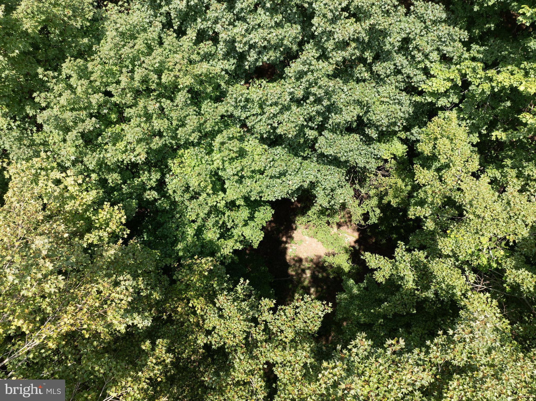 Tiger Valley Road Buffalo Mills, PA 15534 - Photo 19 of 47 a view of a plant in a garden
