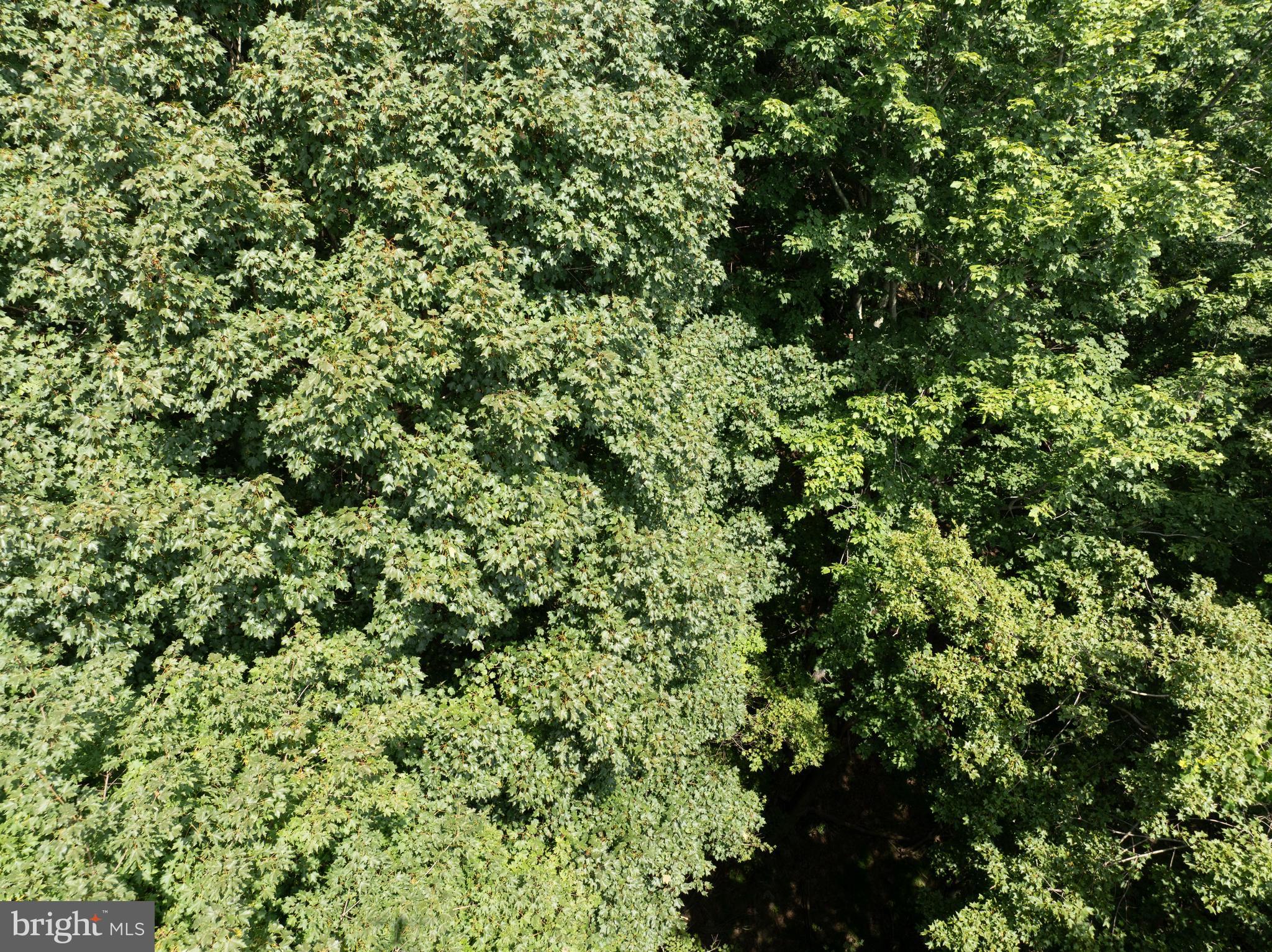 Tiger Valley Road Buffalo Mills, PA 15534 - Photo 21 of 47 a view of a lush green forest