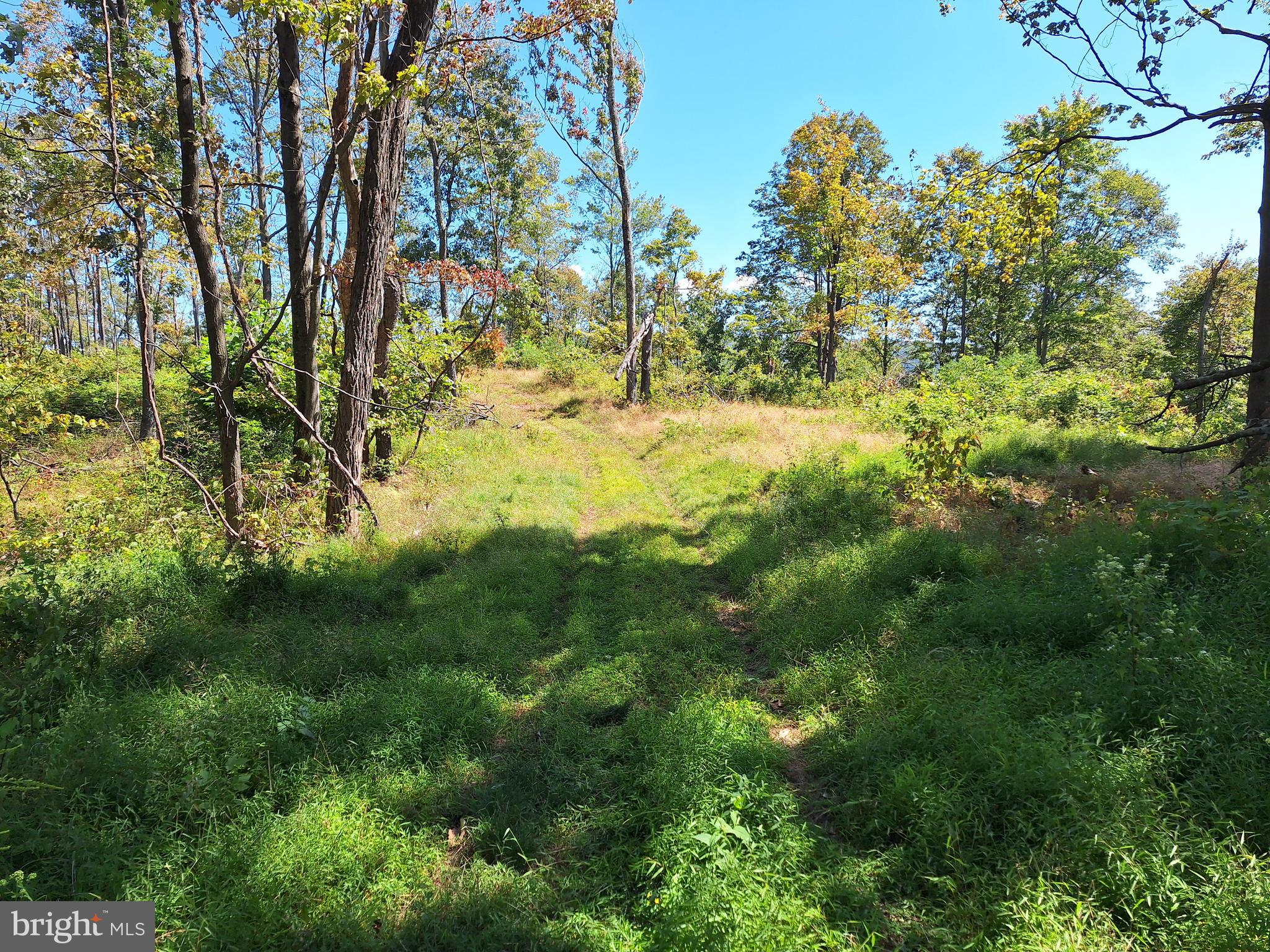 Tiger Valley Road Buffalo Mills, PA 15534 - Photo 3 of 47 a view of yard with large trees