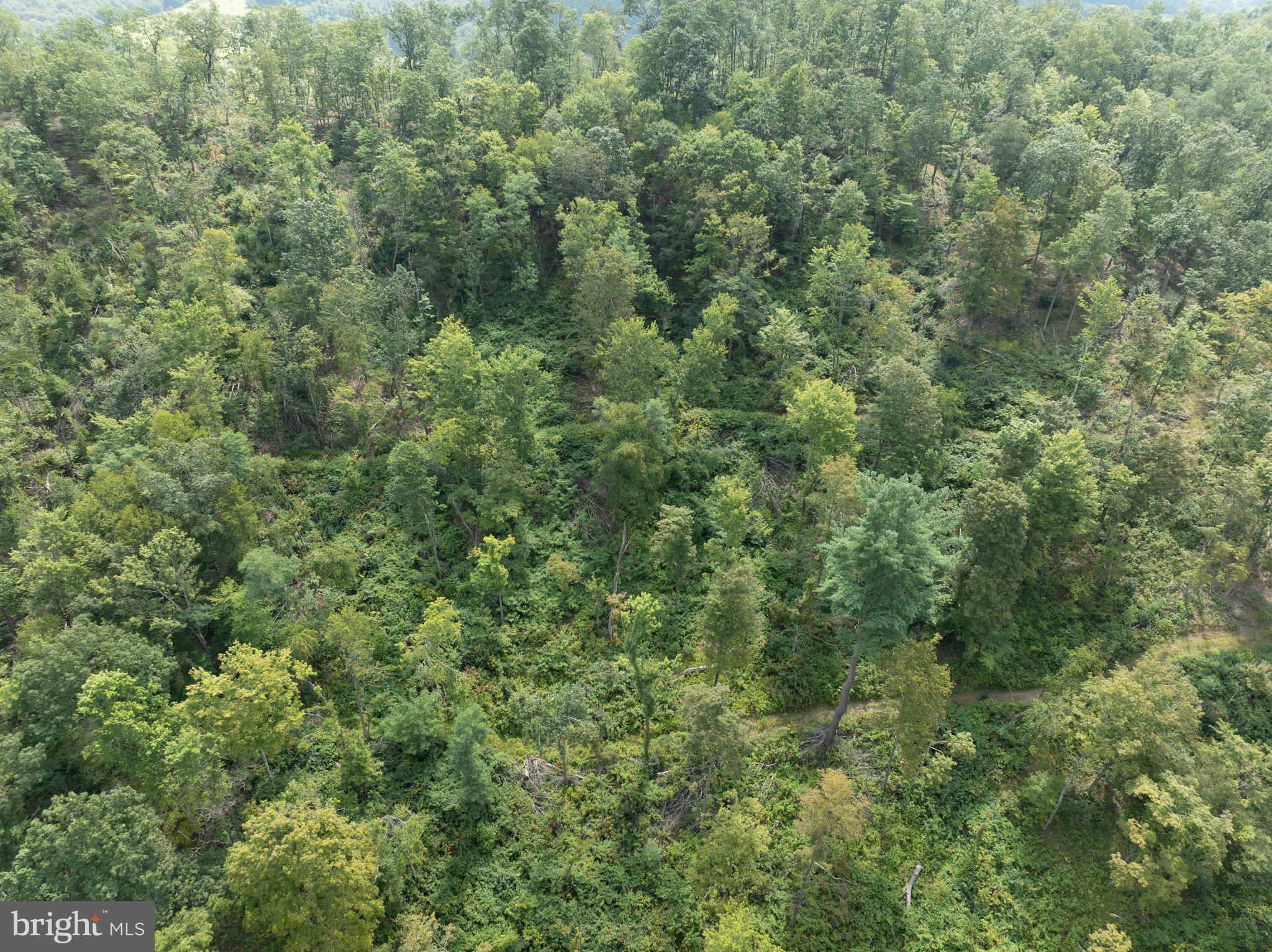 Tiger Valley Road Buffalo Mills, PA 15534 - Photo 6 of 47 a view of a lush green forest