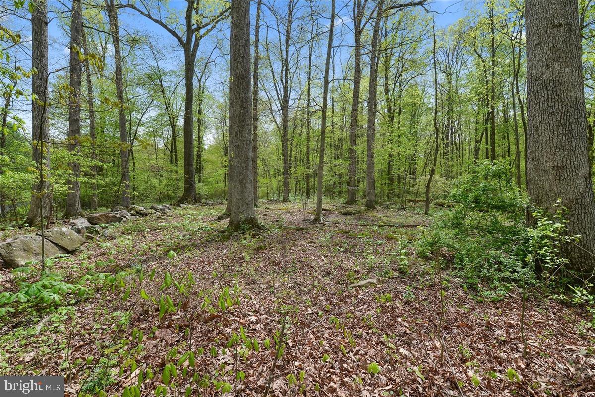 588 Smokestown Road Denver, PA 17517 - Photo 27 of 30 Wooded Area