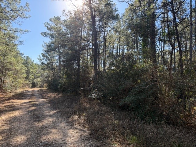 Tbd Preacher Denson Road Cleveland, TX 77328 - Photo 2 of 7 a view of a forest with trees