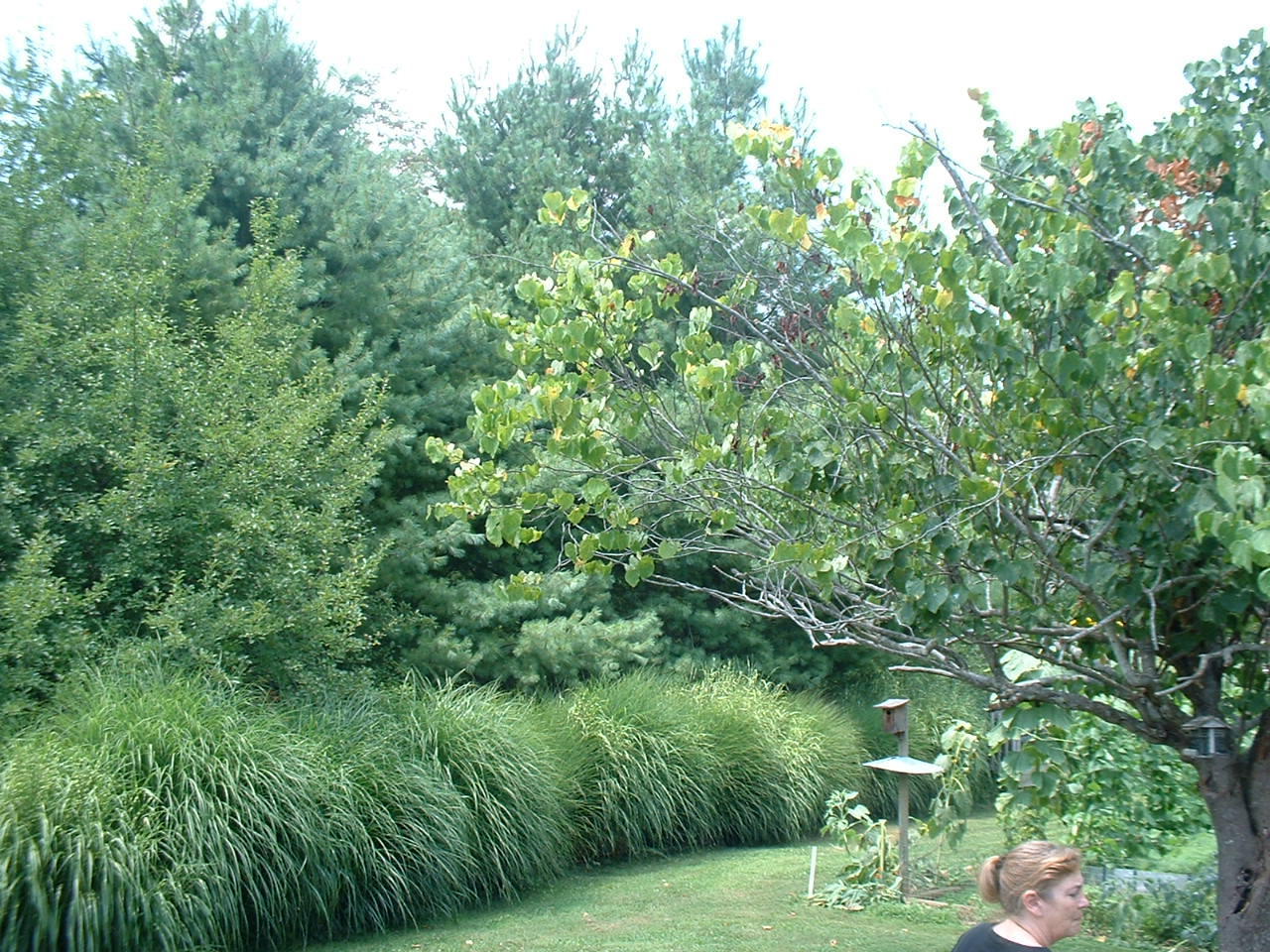 3087 Dry Hill Road Ferrum, VA 24088 - Photo 3 of 11 a view of a lake from a yard