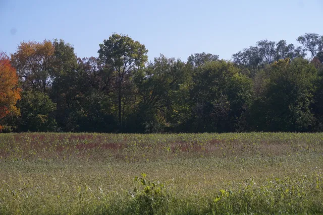 a view of a field with trees in the background
