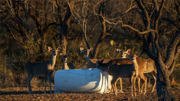 $4,975,000 | 20775 County Road 1445, Paint Rock, TX 76866