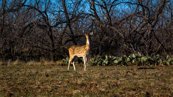 $5,500,000 | 20775 County Road 1445, Paint Rock, TX 76866