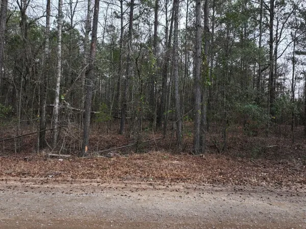 a view of a forest