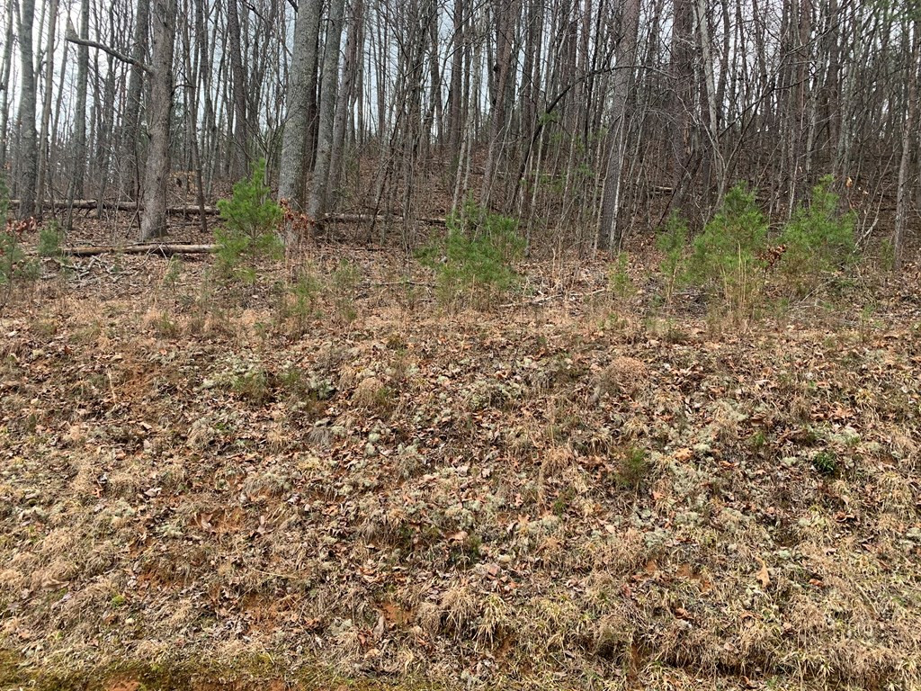 Lot 20 Wolf Ridge Lane Murphy, NC 28906 - Photo 4 of 27