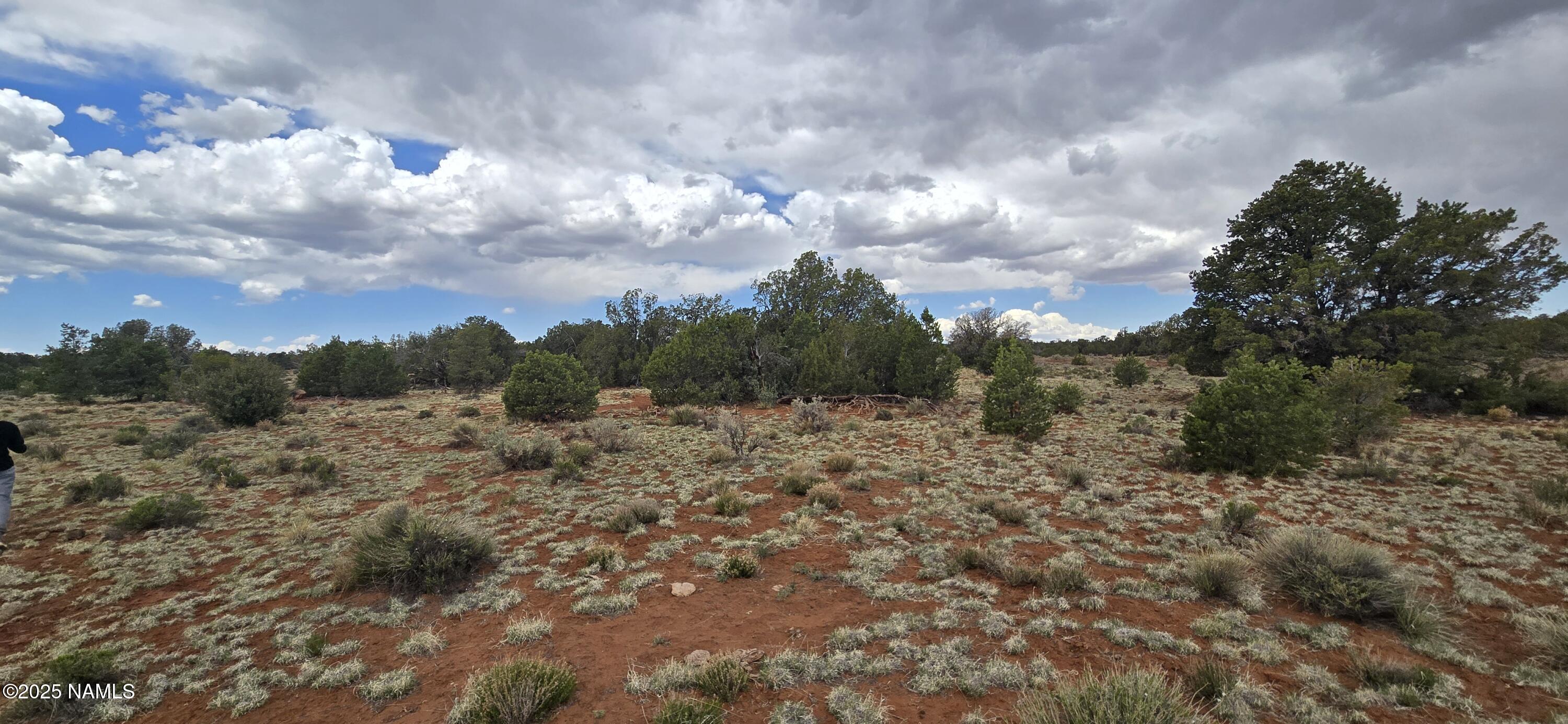 5666 Lasso Loop Williams, AZ 86046 - Photo 11 of 29 a view of a dry yard with trees