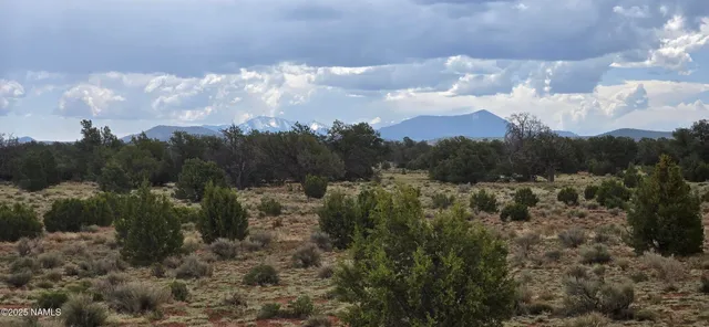 a view of a yard with large trees