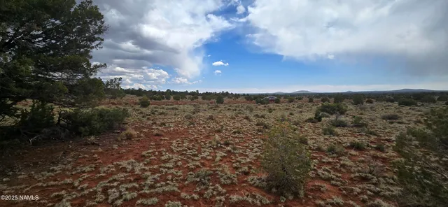a view of a forest with trees