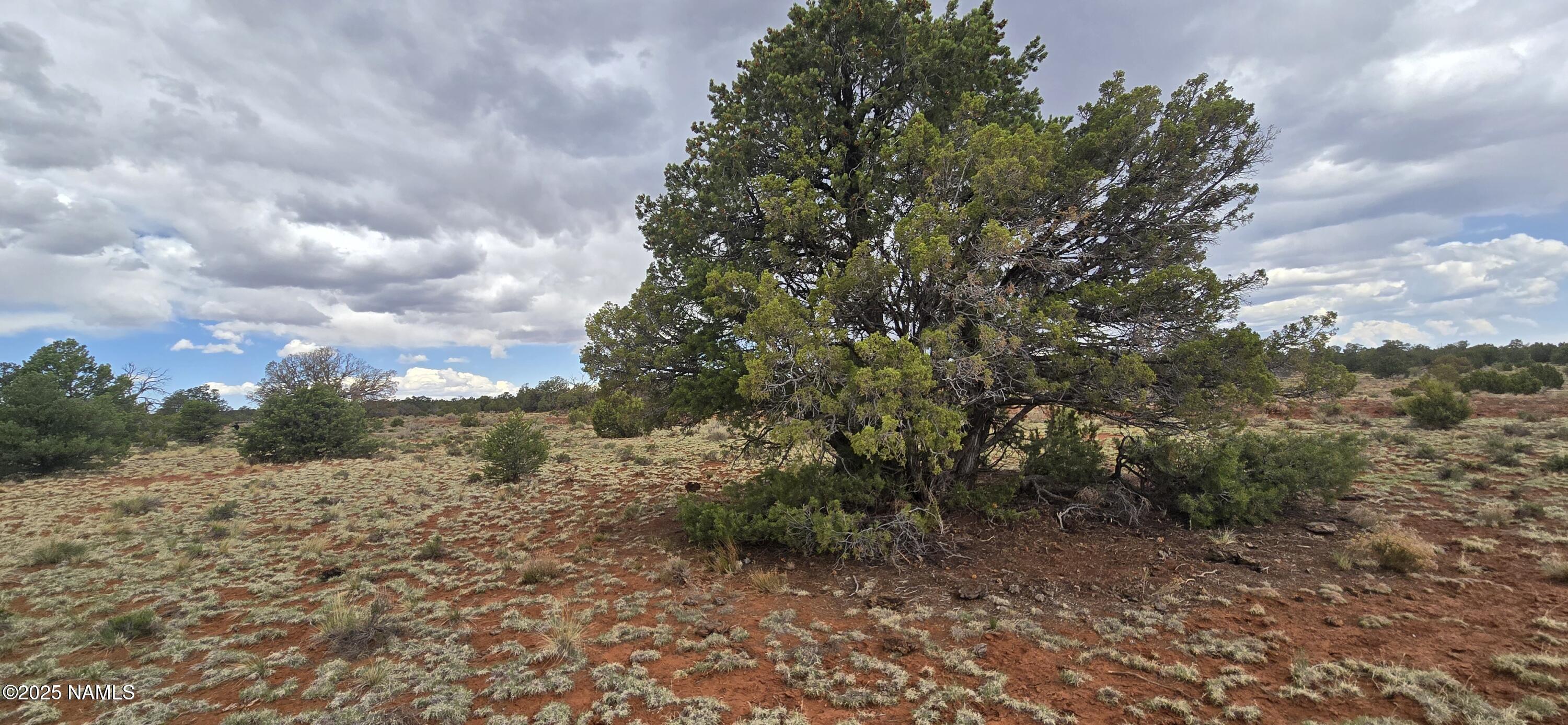 5666 Lasso Loop Williams, AZ 86046 - Photo 20 of 29 a view of a yard with a tree