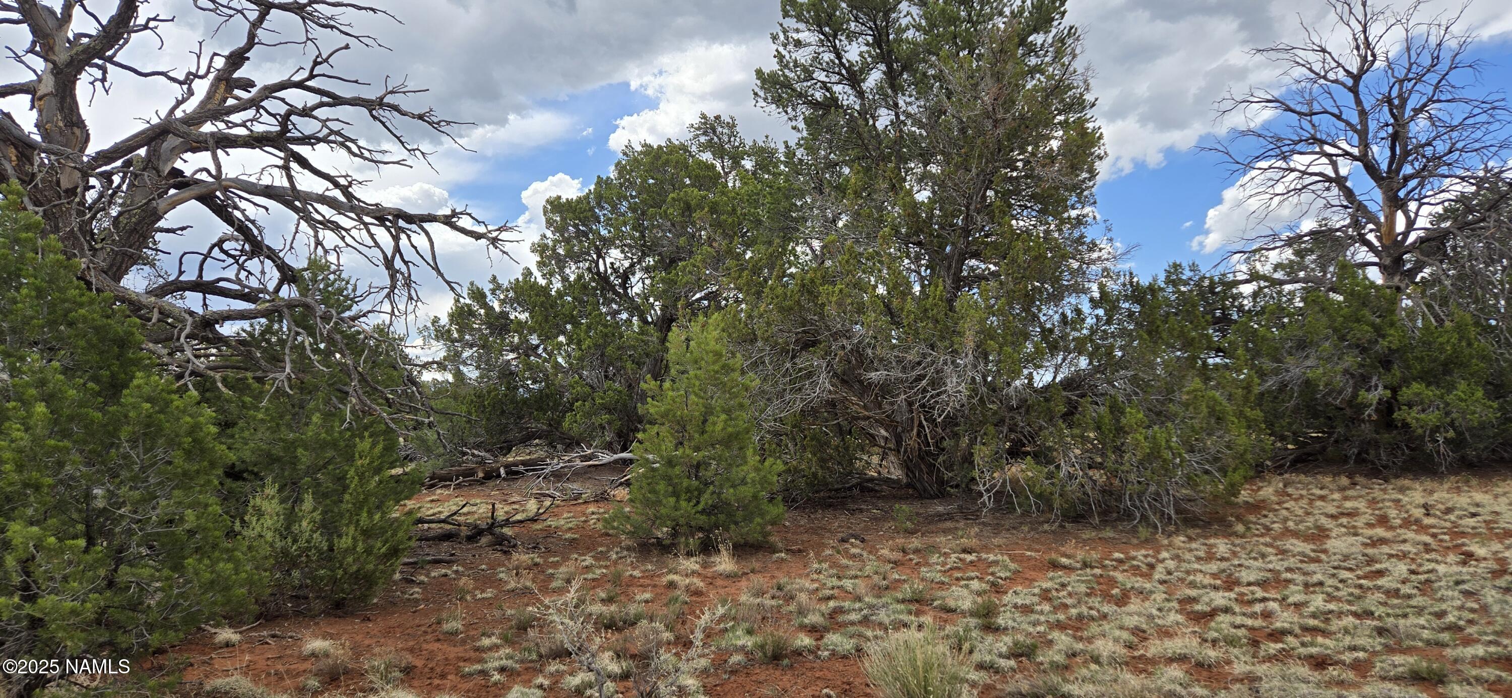 5666 Lasso Loop Williams, AZ 86046 - Photo 21 of 29 a view of a forest with trees