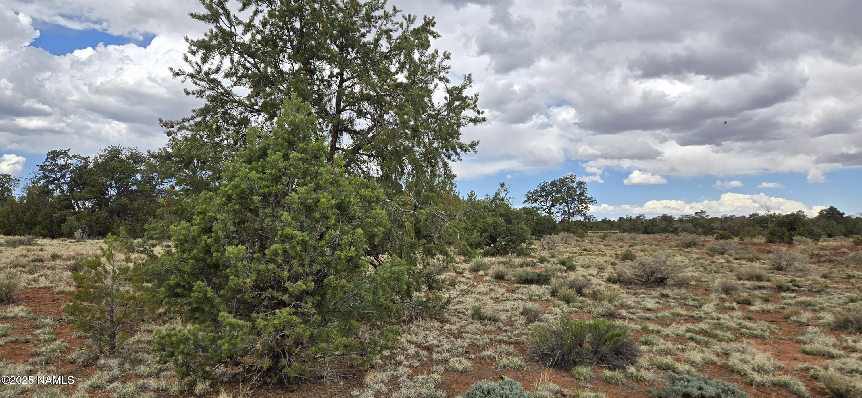 5666 Lasso Loop Williams, AZ 86046 - Photo 22 of 29 a view of a big yard with lots of bushes