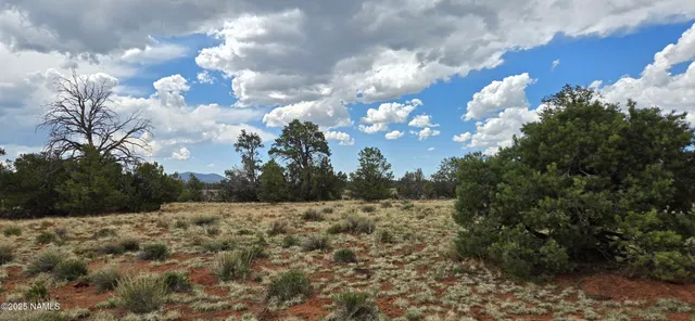 a view of a dry yard with trees
