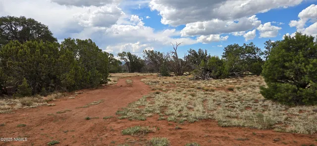 a view of a dry yard with wooden fence