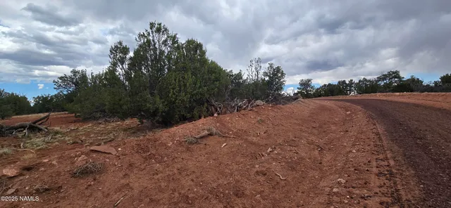 a view of a bunch of trees
