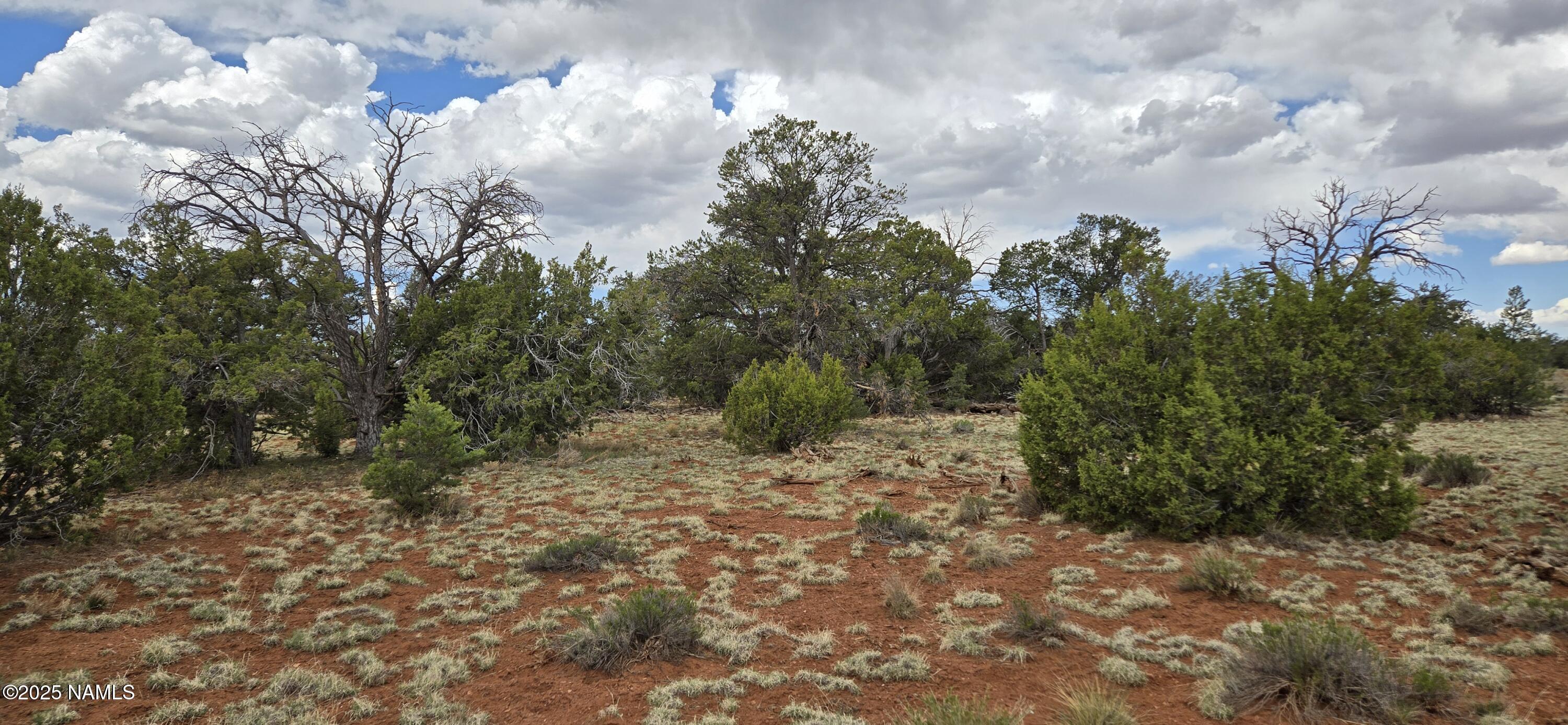 5666 Lasso Loop Williams, AZ 86046 - Photo 4 of 29 a view of a trees in a yard