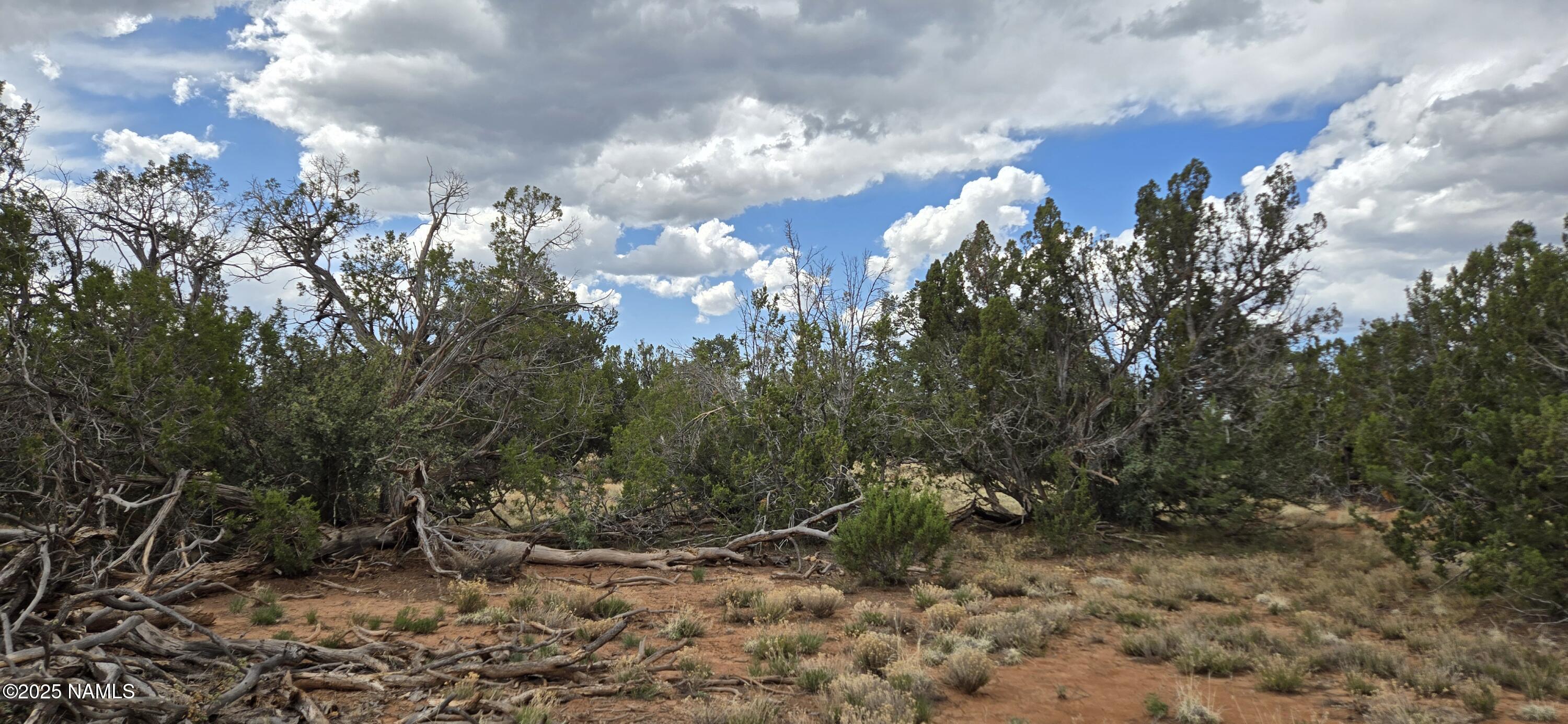 5666 Lasso Loop Williams, AZ 86046 - Photo 7 of 29 a view of a bunch of trees
