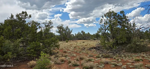 a view of a bunch of flowers in middle of green field