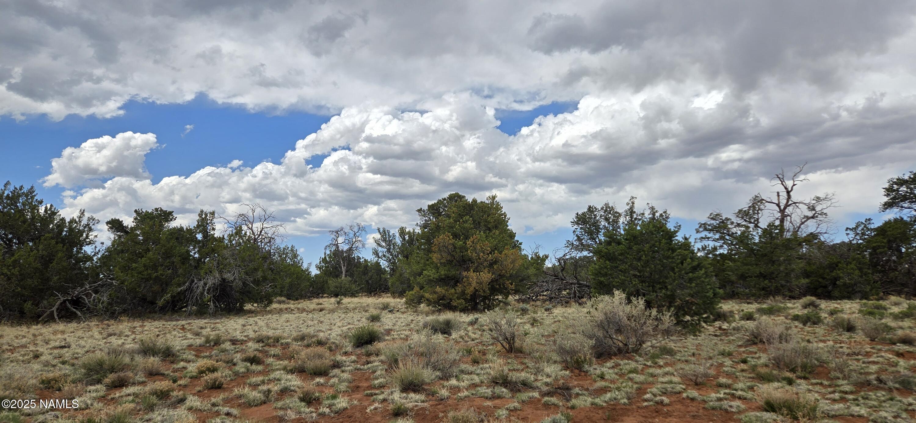 5666 Lasso Loop Williams, AZ 86046 - Photo 9 of 29 a view of a bunch of flowers in middle of green field