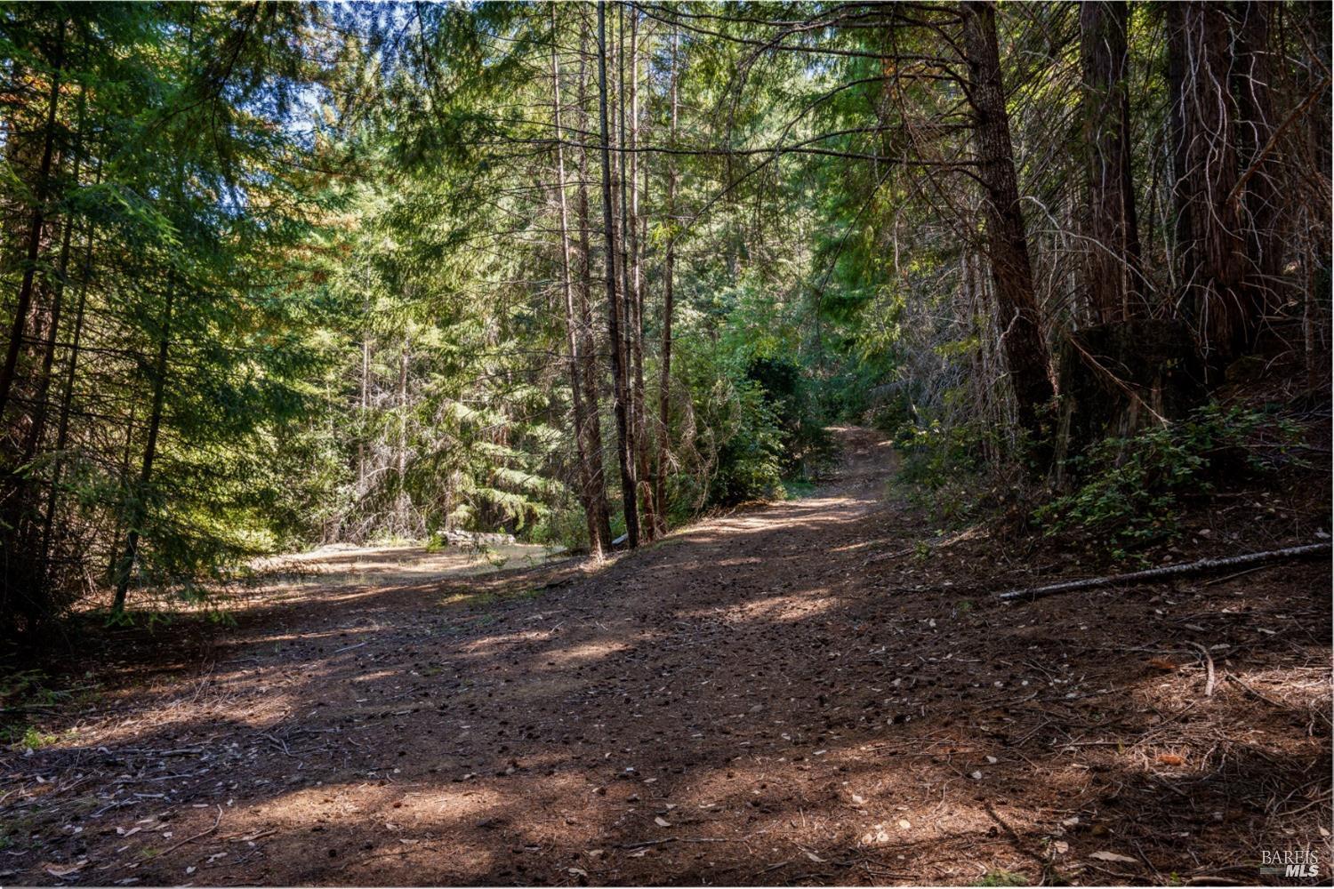 0 Low Gap Road Ukiah, CA 95482 - Photo 18 of 20 a view of a yard with plants and trees