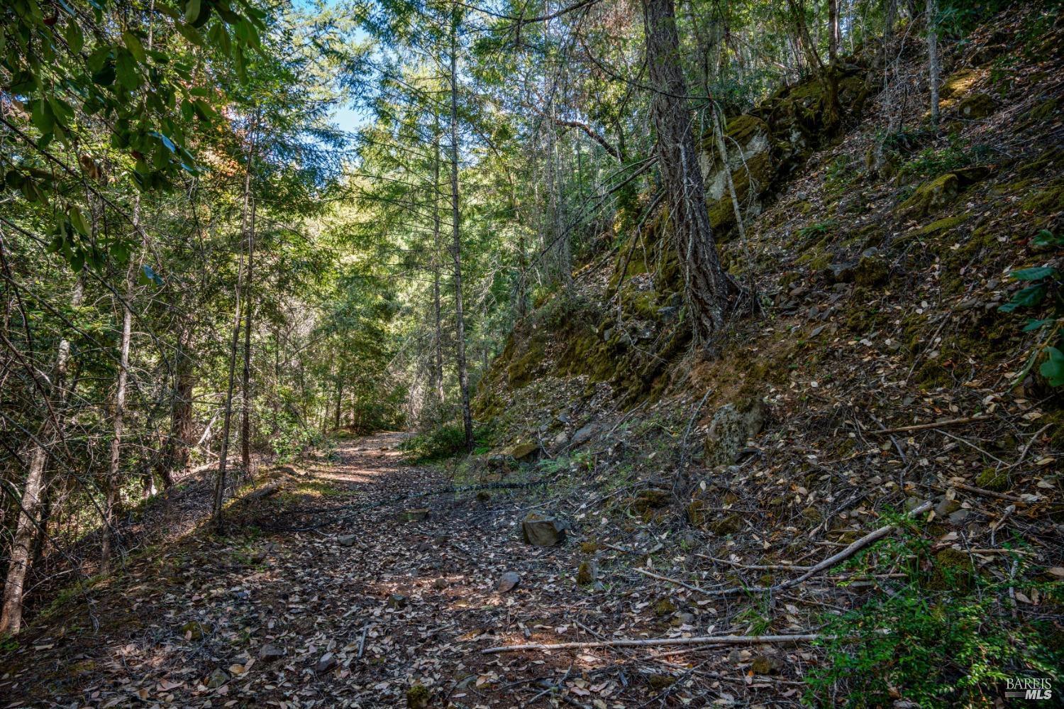 0 Low Gap Road Ukiah, CA 95482 - Photo 19 of 20 a view of a forest with trees in the background