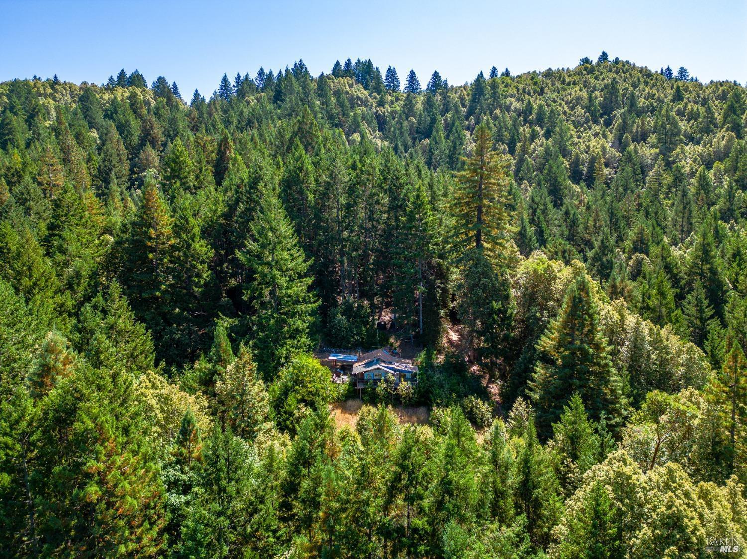 0 Low Gap Road Ukiah, CA 95482 - Photo 2 of 20 a picture of trees
