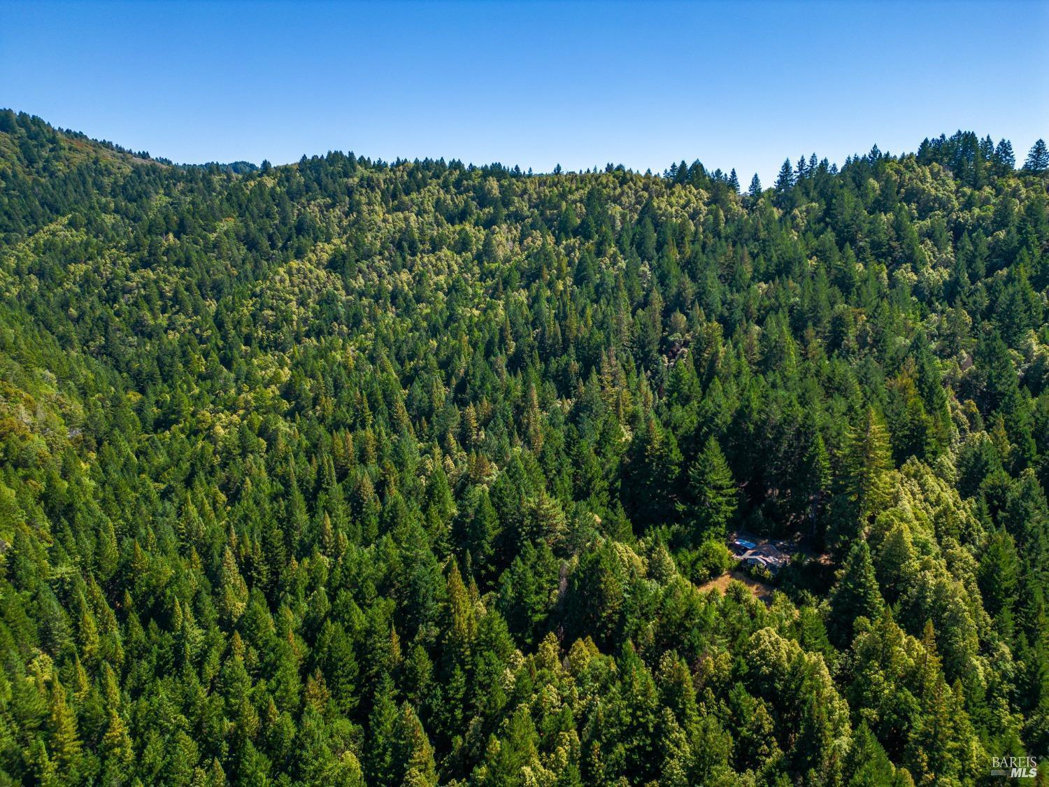 0 Low Gap Road Ukiah, CA 95482 - Photo 3 of 20 a view of a lush green forest with lots of trees